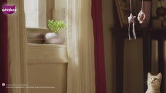 Whiskas Ocean Fish Kitten/Mother and Baby Cat Dry Food