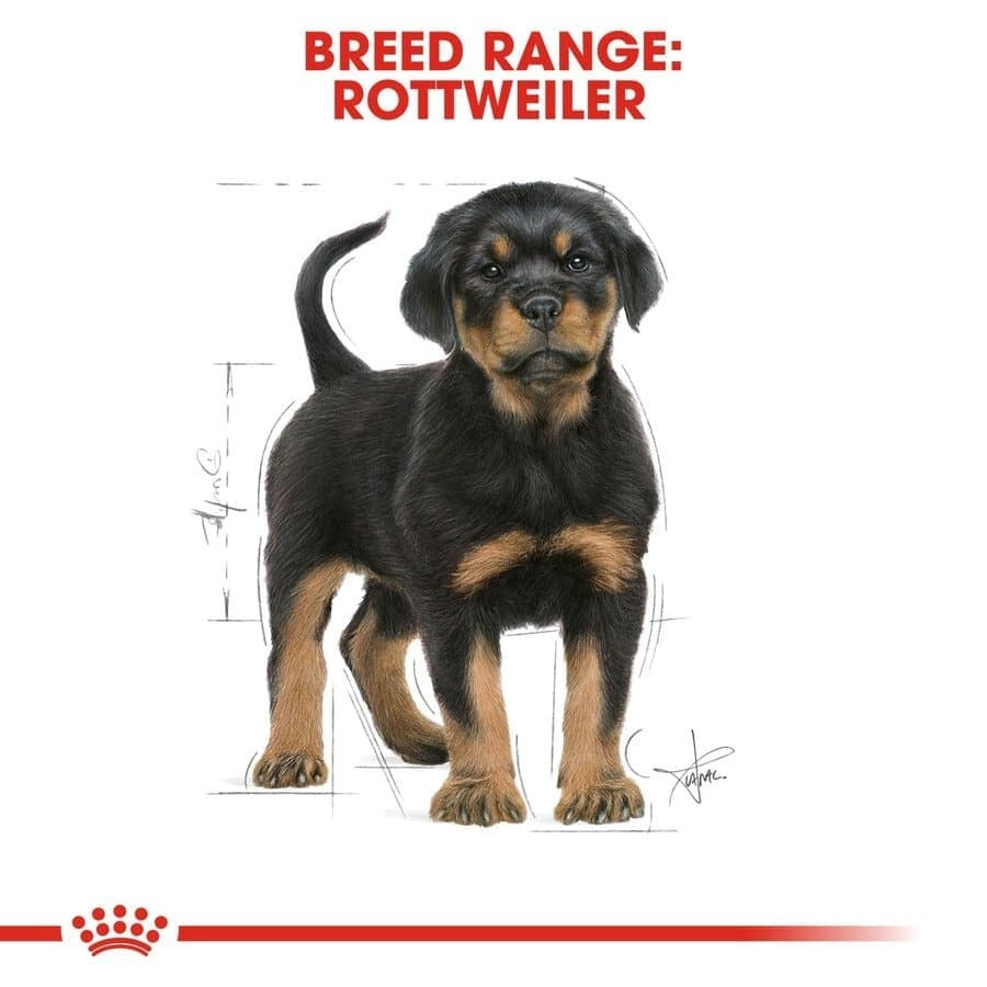 Royal Canin Rottweiler Puppy Dry Food and Maxi Puppy Dog Wet Food Combo