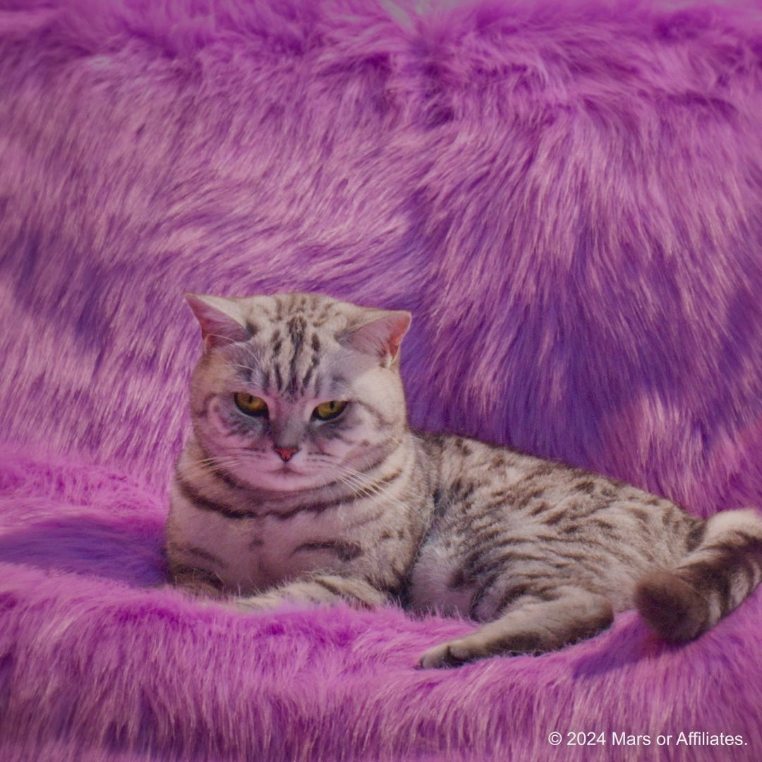 Whiskas Tuna in Jelly Kitten Cat Wet Food (80g)