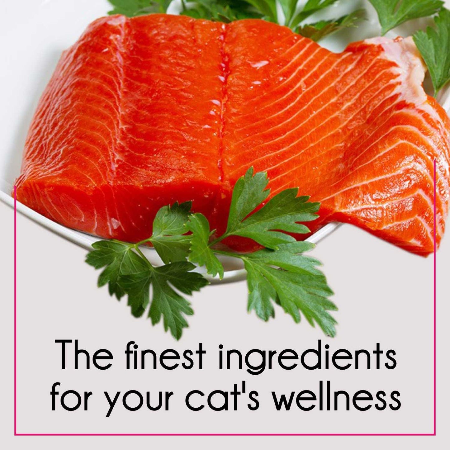 Purepet Mackerel and Ocean Fish Adult Cat Dry Food Combo