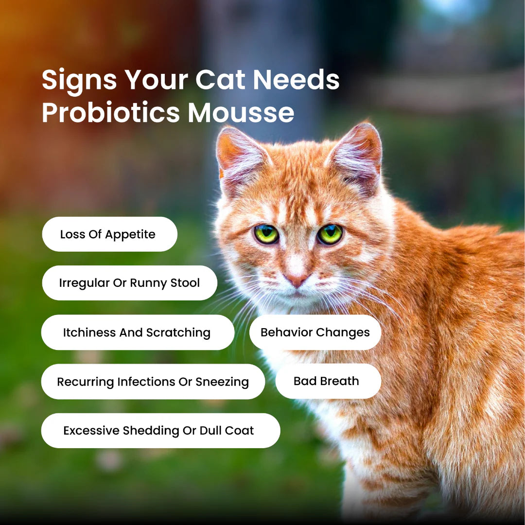 Absolut Pet Probiotics Gut Health Creamy Supplements for Cats