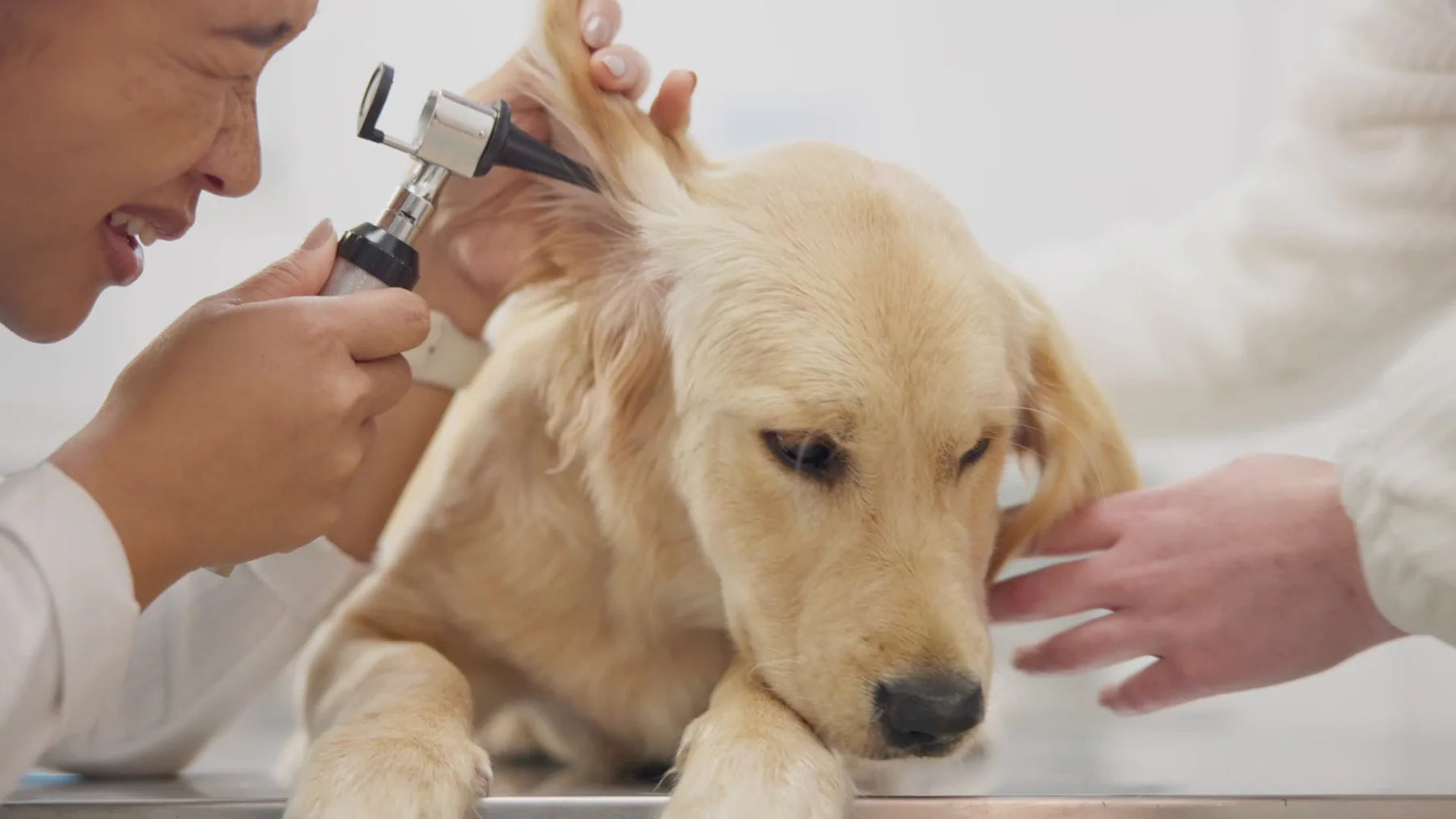 Vivaldis Clearify Ear Cleanser (Tris EDTA) for Dogs & Cats (100ml)