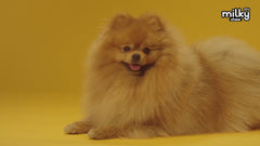 Dogaholic Milky Chew Chicken Stick Style Dog Treats