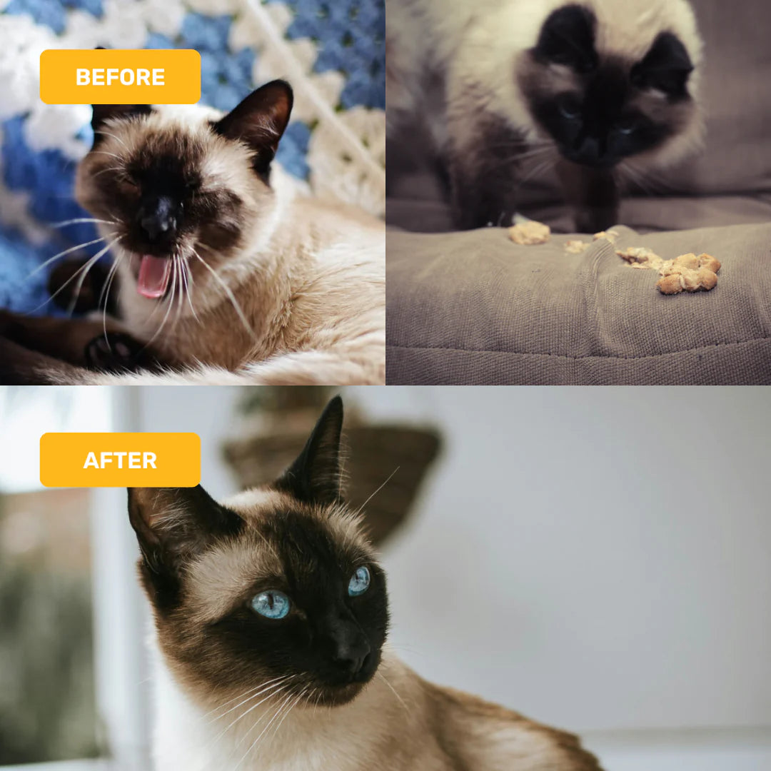 Absolut Pet Hair Ball Relief Creamy Supplement for Cat