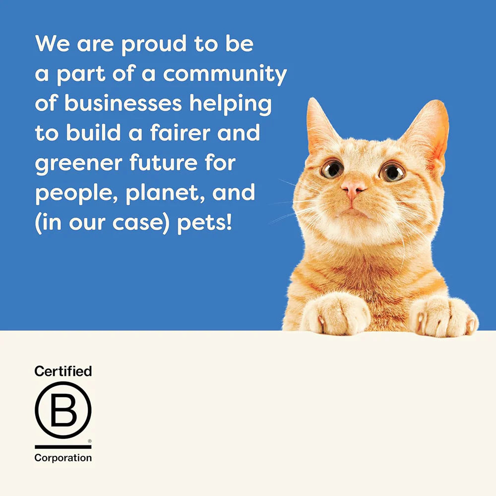 Applaws Tuna Fillet with Whole Anchovy Cat Wet Food