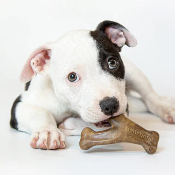 Benebone Bacon Flavored Dental and Wishbone Chew Toys for Puppy