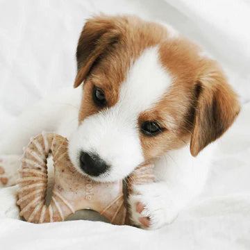 Benebone Bacon Flavored Dental and Wishbone Chew Toys for Puppy