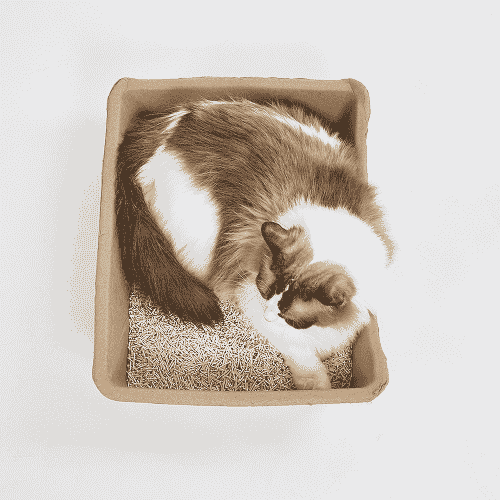 Barkbutler x Fofos Disposable Litter Box for Cats (Beige)