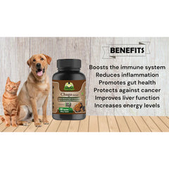 Cure By Design Chaga Mushroom Capsules for Dogs and Cats