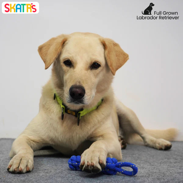 Skatrs Dummy Knotted Rope Chew Toy for Dogs and Cats (Blue)