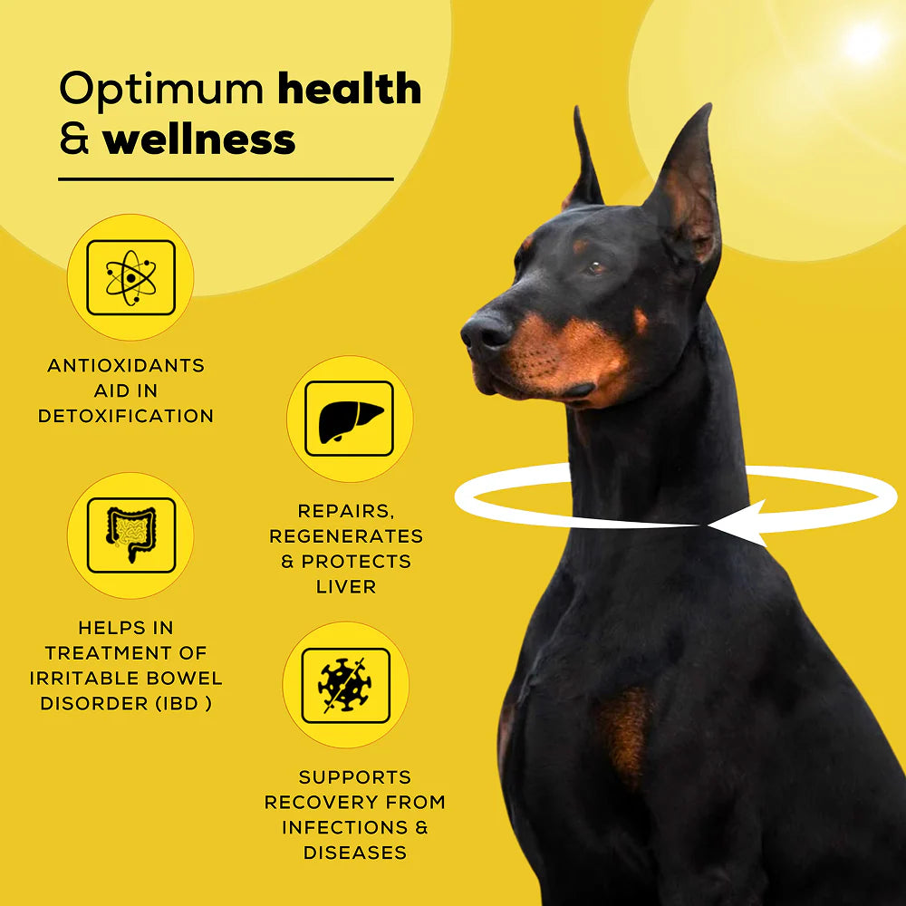 Venttura Livo Plus Liver Supplement Syrup for Dogs