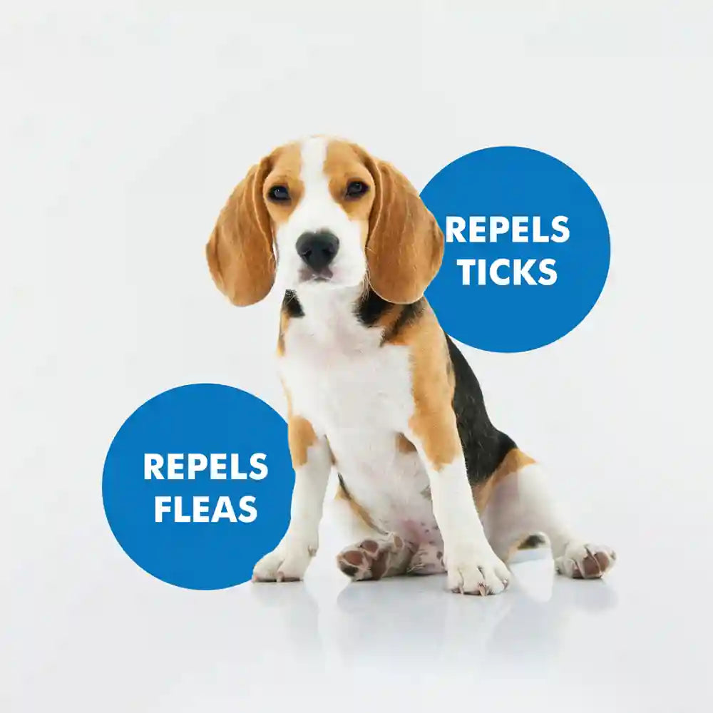 Hachi Wilson Premium Anti-Tick & Flea Shampoo for Dogs and Cats