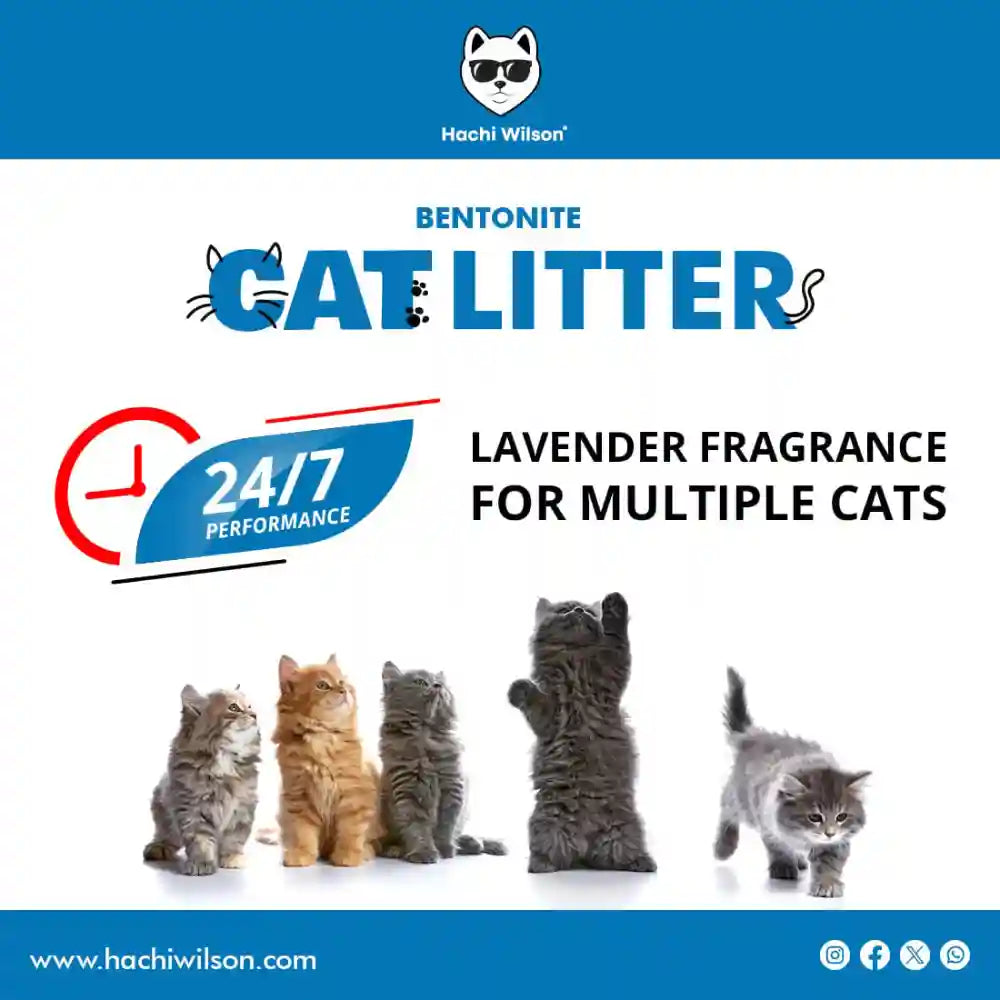 Hachi Wilson Scented Natural Bentonite White Sand Cat Litter