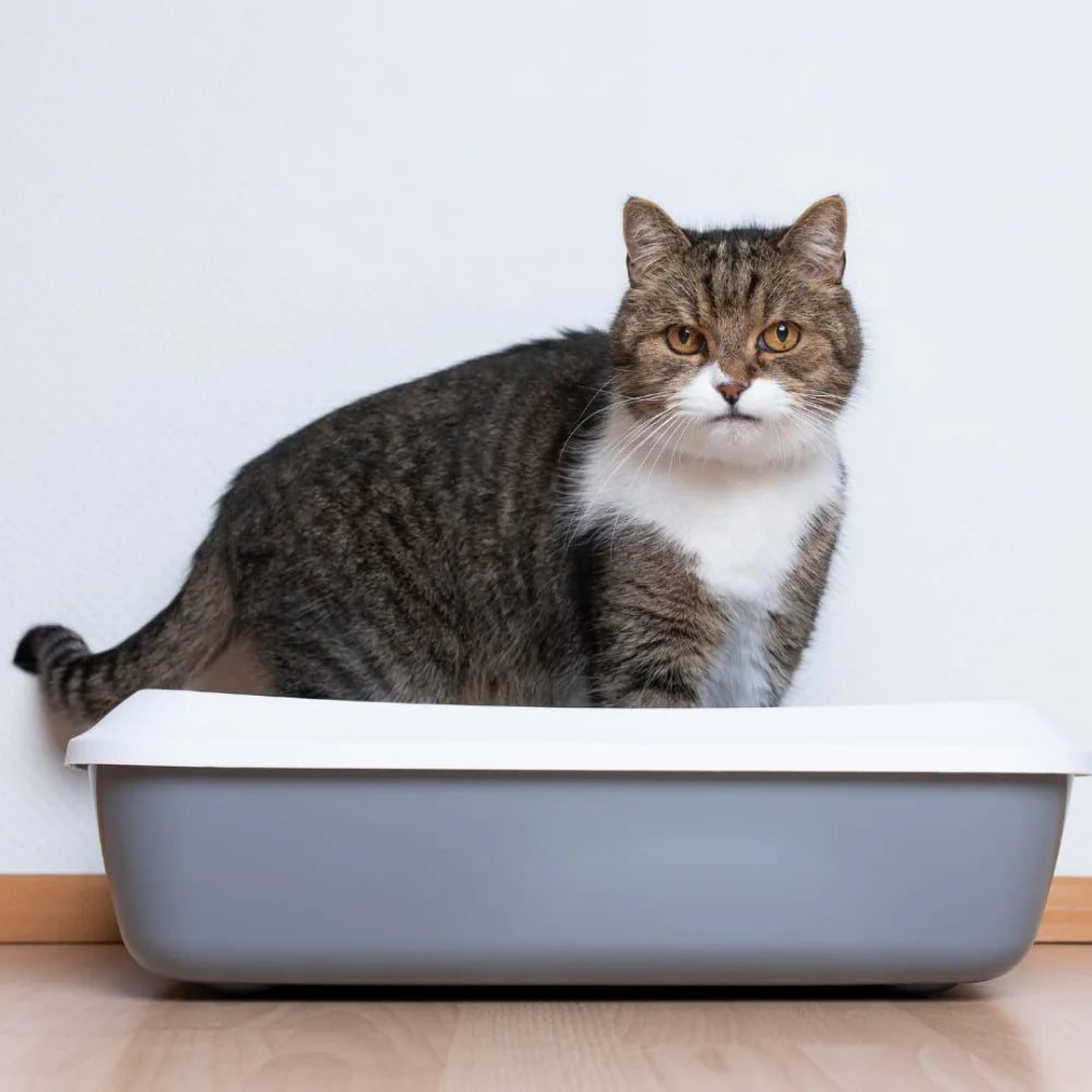 PetCrux Exclusive Organic Pine Wood Scented Cat Litter