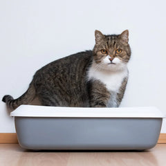 PetCrux Exclusive Organic Pine Wood Scented Cat Litter